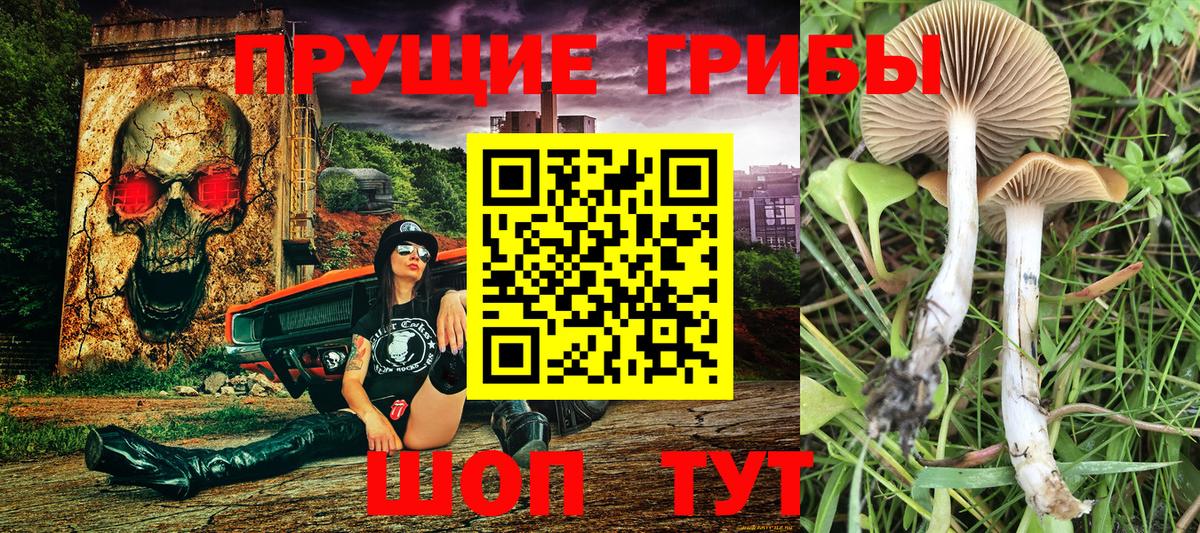 Галлюциногенные грибы Psilocybine cubensis Россия